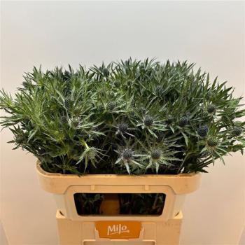 Eryngium BLUE ANGEL - 1 Stiel
